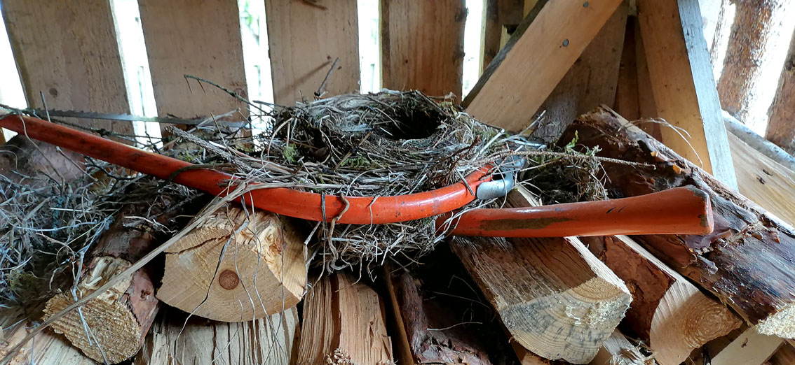 Mustarastas 1 Blogiin