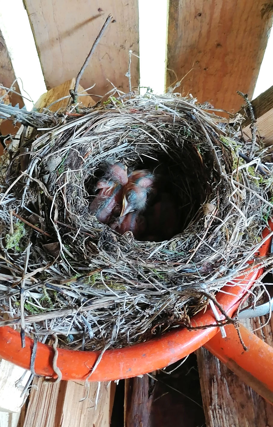 Mustarastas 4 Blogiin